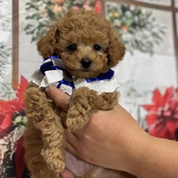トイプードル(タイニー)【鹿児島県・男の子・2024年10月10日・アプリコット】の写真「アプリコットのイケメン君💕」