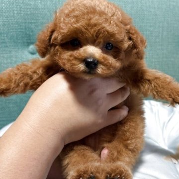 トイプードル(ティーカップ)【鹿児島県・男の子・2025年4月17日・レッド】の写真「ティ-カップサイズ予想の可愛いレッドの男の子💕」