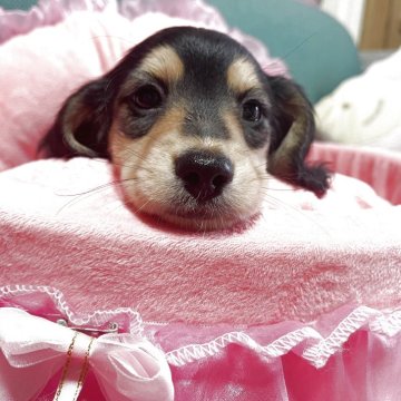 ミニチュアダックスフンド(ロング)【鹿児島県・男の子・2025年2月5日・ブラックタン】の写真「只今この価格より値引き中
詳しくはブログで✨」
