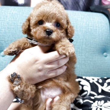 トイプードル(タイニー)【鹿児島県・男の子・2025年8月23日・レッド】の写真「レッドのイケメン君💕」