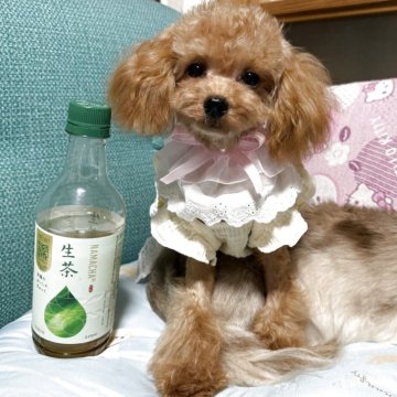 トイプードル(ティーカップ)【鹿児島県・女の子・2024年12月4日・アプリコット】の写真「小さいサイズの可愛い女の子🩷」