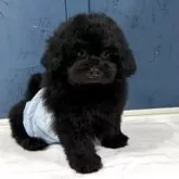 タイニープードル