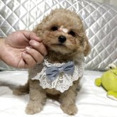 トイプードル(タイニー)