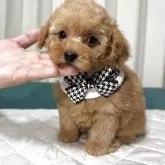 ティーカッププードル