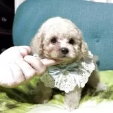 タイニープードル