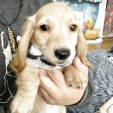 ミニチュアダックスフンド(ロング)