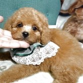 トイプードル(タイニー)