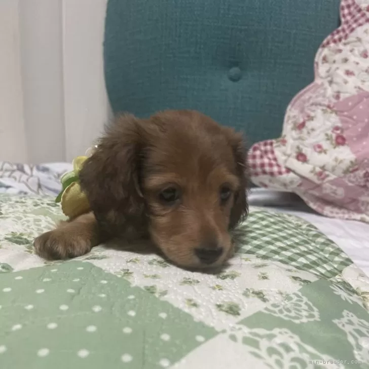 ID:2404-04689の子犬