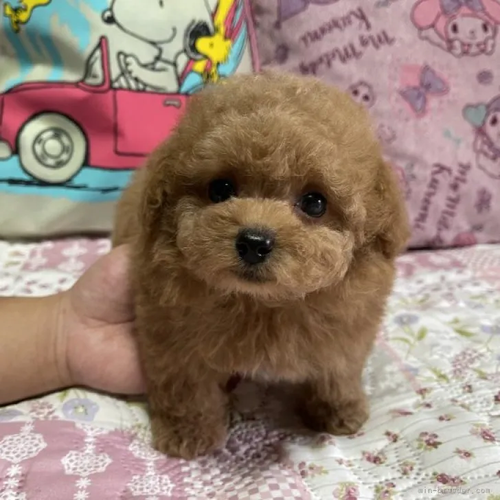 ID：2304-03829の子犬