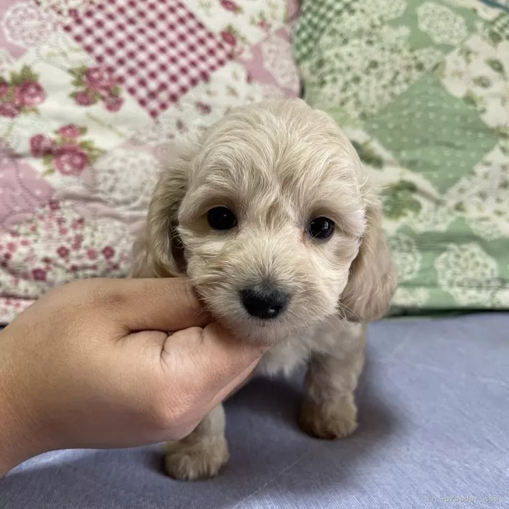 ID:2409-00633の子犬