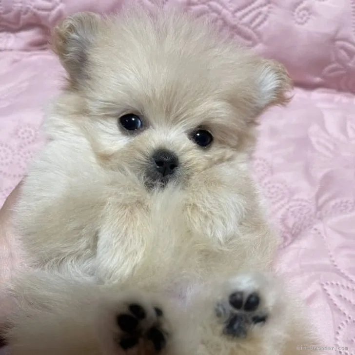 ID:2308-02607の子犬