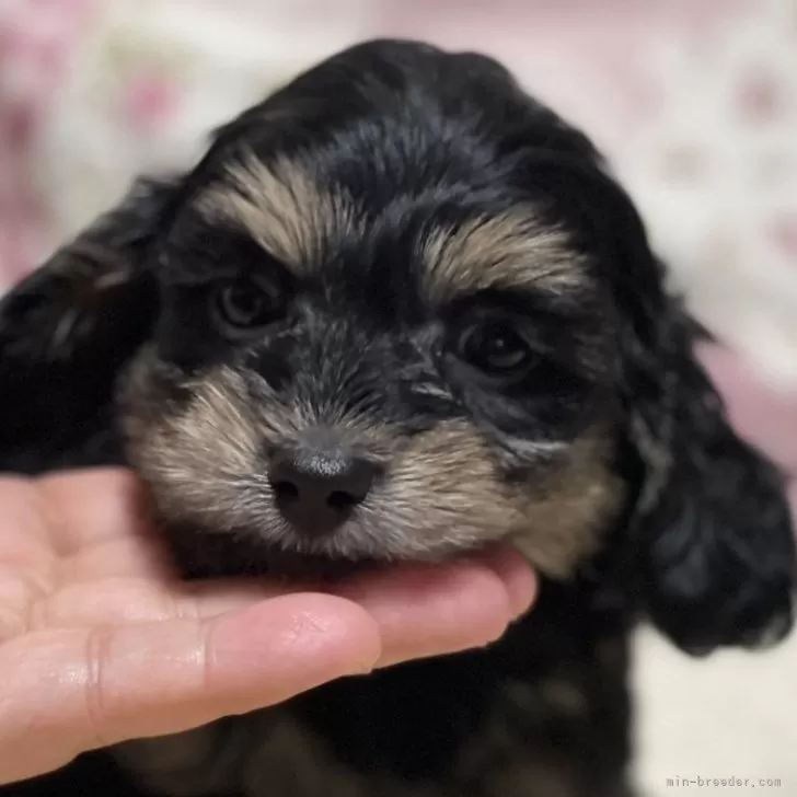 ID：2403-05279の子犬