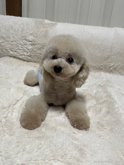 タイニープードル【・男の子・2021年4月27日・クリーム】