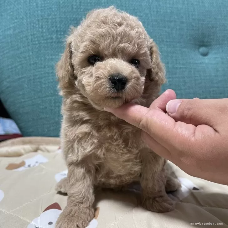 ID：2405-05100の子犬