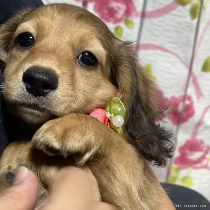 ID：2409-04641の子犬