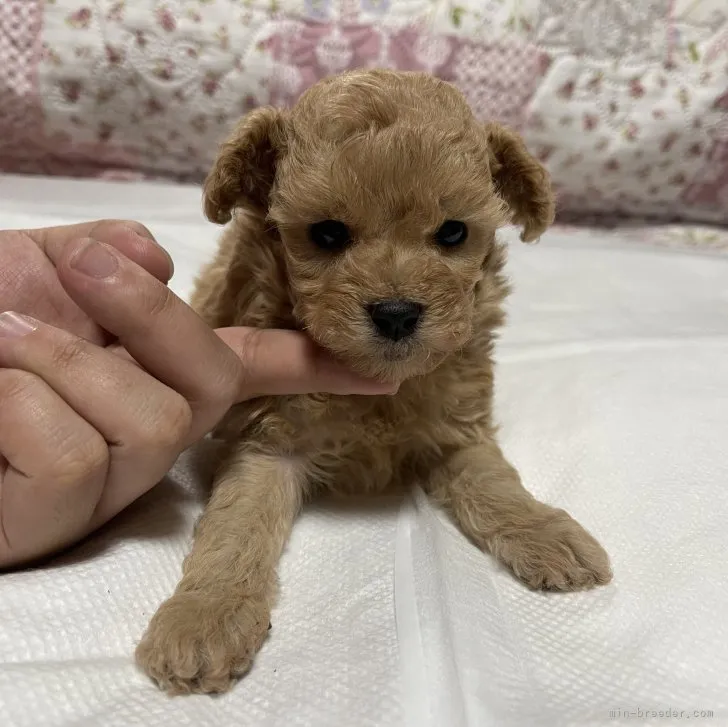 ID:2307-04852の子犬