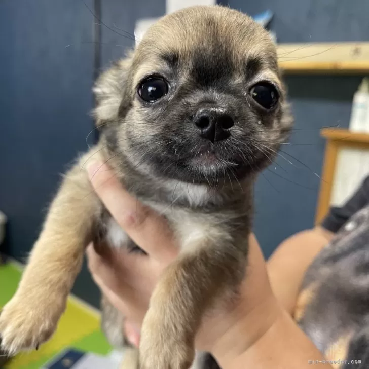 ID:2407-05079の子犬