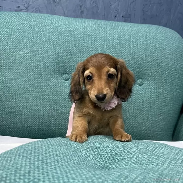 ID：2409-04671の子犬