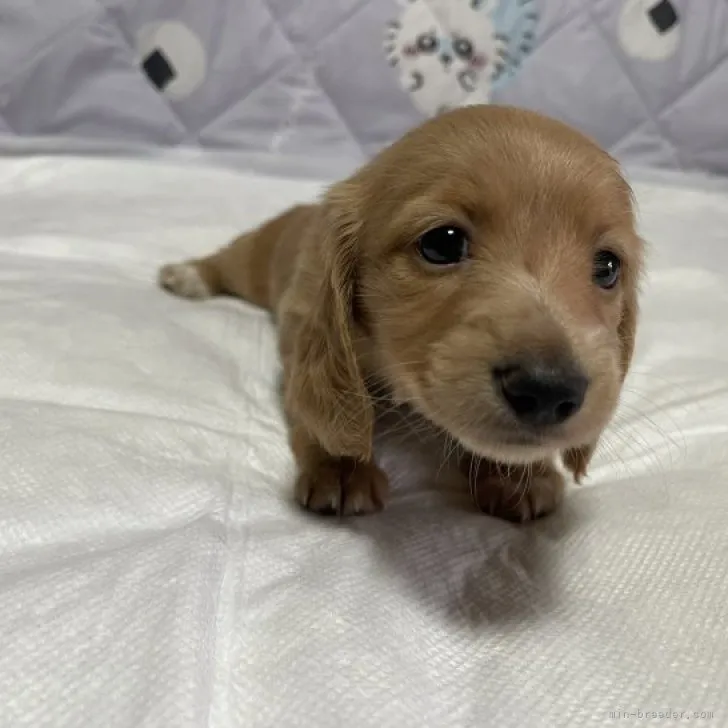 ID：2306-02130の子犬