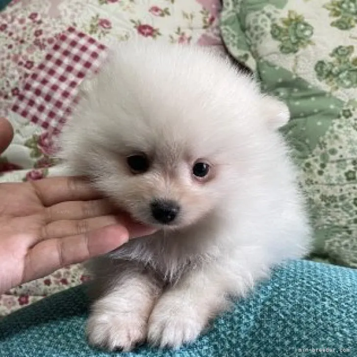 ID：2311-00066の子犬