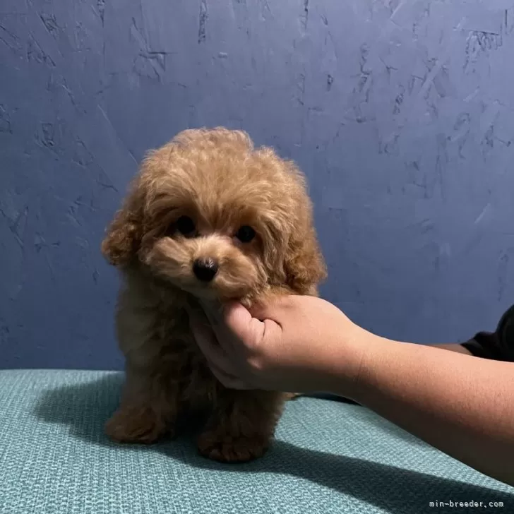 ID：2311-04664の子犬