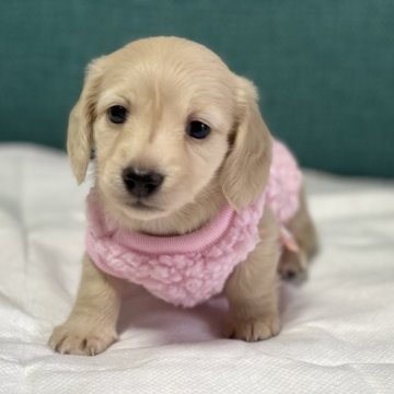 ミニチュアダックスフンド(ロング)【鹿児島県・女の子・2023年9月3日・イエロー】の写真「イエローカラーの優しい女の子です💕💕」