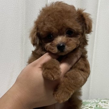 トイプードル(ティーカップ)【鹿児島県・女の子・2024年7月23日・レッド】の写真「激かわのティカップサイズの女の子✨✨✨✨」