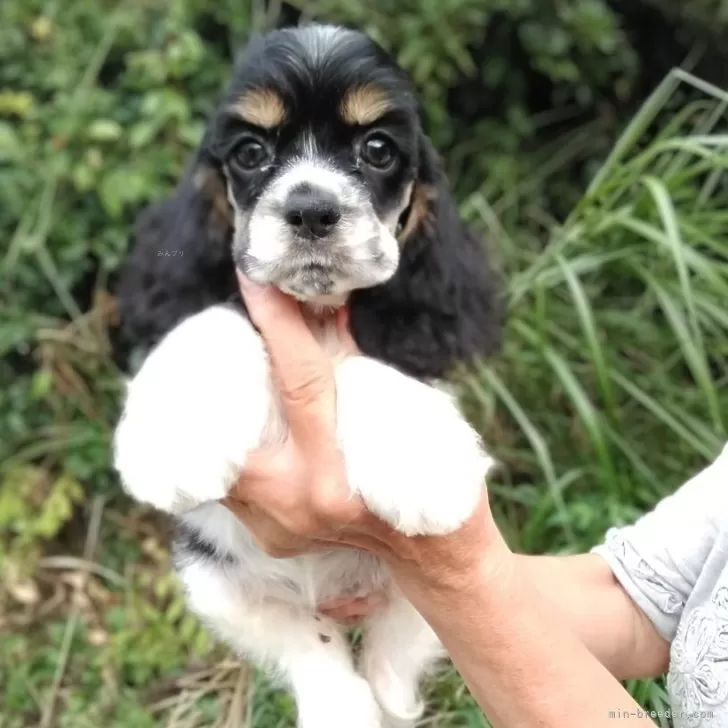 ID:2508-04143の子犬