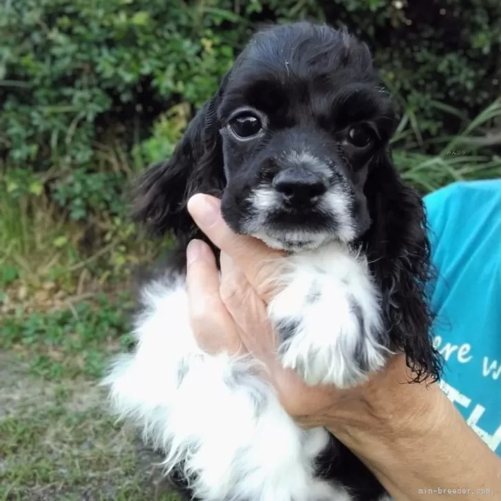 ID：2508-05008の子犬