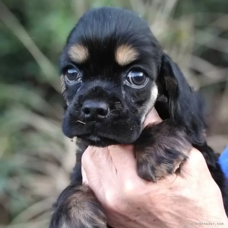 Y.Y 様のお迎えした子犬