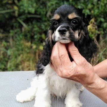 アメリカンコッカースパニエル【奈良県・女の子・2025年6月16日・トライ】の写真「コッカー専門犬舎がおすすめする血統優良の子犬です」