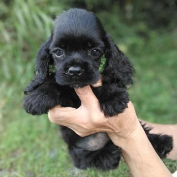 アメリカンコッカースパニエル【奈良県・女の子・2025年6月12日・ブラック】の写真「顔の可愛い小さめの子犬となります」