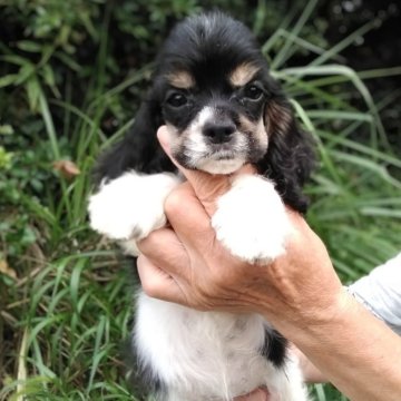 アメリカンコッカースパニエル【奈良県・女の子・2025年6月16日・トライ】の写真「コッカー専門犬舎がおすすめする血統優良の子犬です」