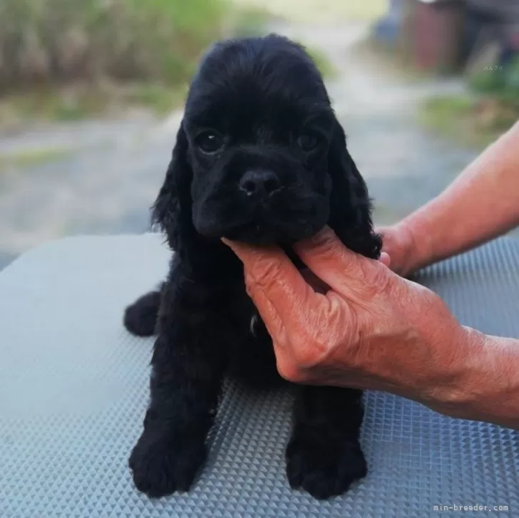 ID：2405-06211の子犬