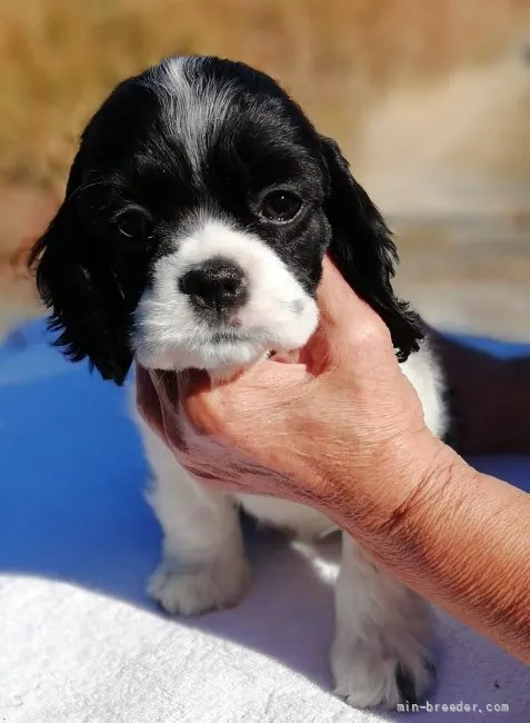 ID：2111-02190の子犬