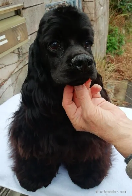 ゆみ 様のお迎えした子犬