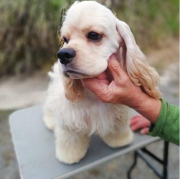 アメリカンコッカースパニエル【奈良県・男の子・2022年4月23日・バフ】の写真「コッカー専門犬舎がおすすめする素晴らしい子犬です」