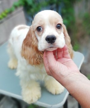 アメリカンコッカースパニエル【奈良県・男の子・2020年2月14日・レッド&ホワイト】の写真「ショータイプ」