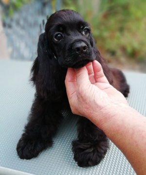 アメリカンコッカースパニエル【奈良県・男の子・2020年6月10日・ブラック】の写真「素晴らしい両親との掛け合わせとなります」