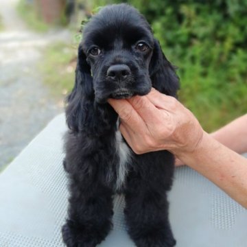 アメリカンコッカースパニエル【奈良県・女の子・2024年3月25日・ブラック】の写真「可愛い仔犬です」