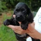 アメリカンコッカースパニエル【奈良県・女の子・2024年6月2日・ブラック】の写真1