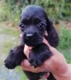 アメリカンコッカースパニエル【奈良県・女の子・2024年6月2日・ブラック】の写真2