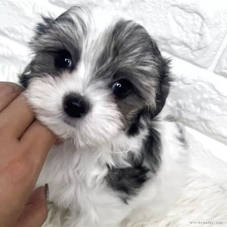 M.S 様のお迎えした子犬