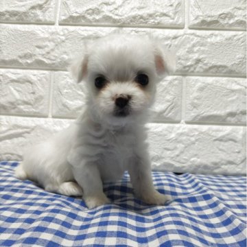 チワマル(チワワ×マルチーズ)【愛知県・男の子・2025年7月2日・ホワイト】の写真「小さくて可愛い男の子です。」