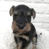 ミニチュアシュナウザー