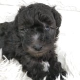 トイプードル(トイ)