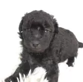 トイプードル(トイ)