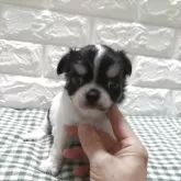 チワワ(ロング)