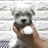 マルチーズ