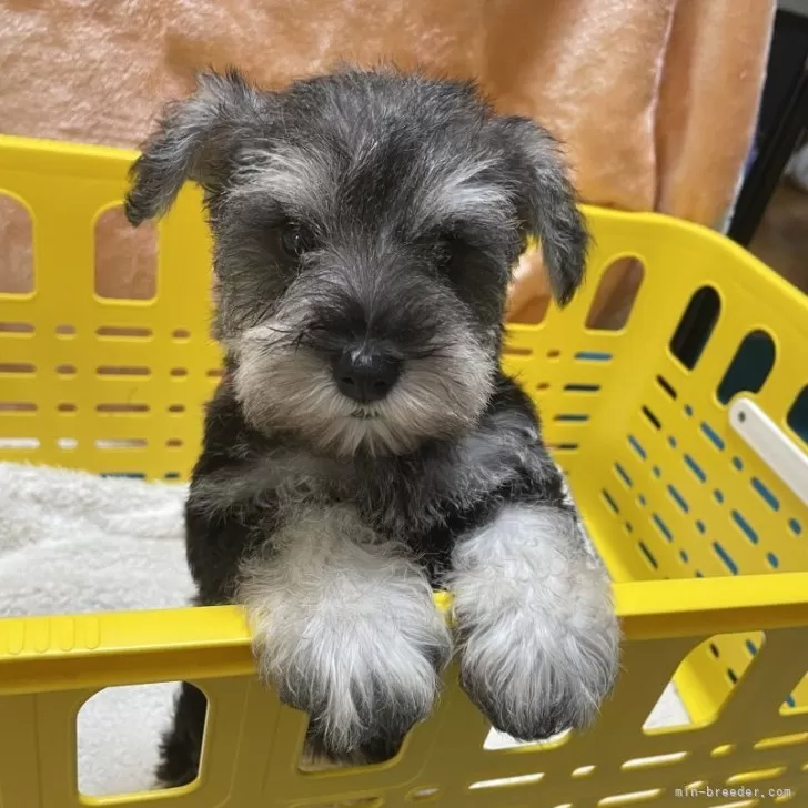 ID：2508-08027の子犬